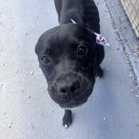 Enlarge Flora, a ADOPTABLE mixed breed in Marion, NC image 3/4
