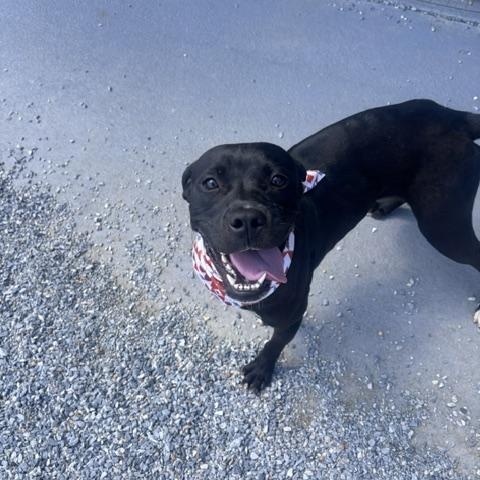 Enlarge Flora, a ADOPTABLE mixed breed in Marion, NC image 2/4