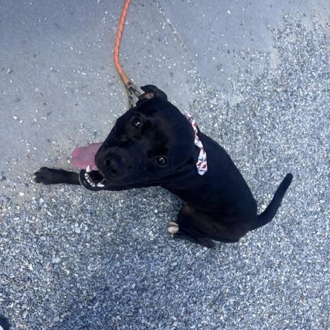 Enlarge Flora, a ADOPTABLE mixed breed in Marion, NC image 4/4
