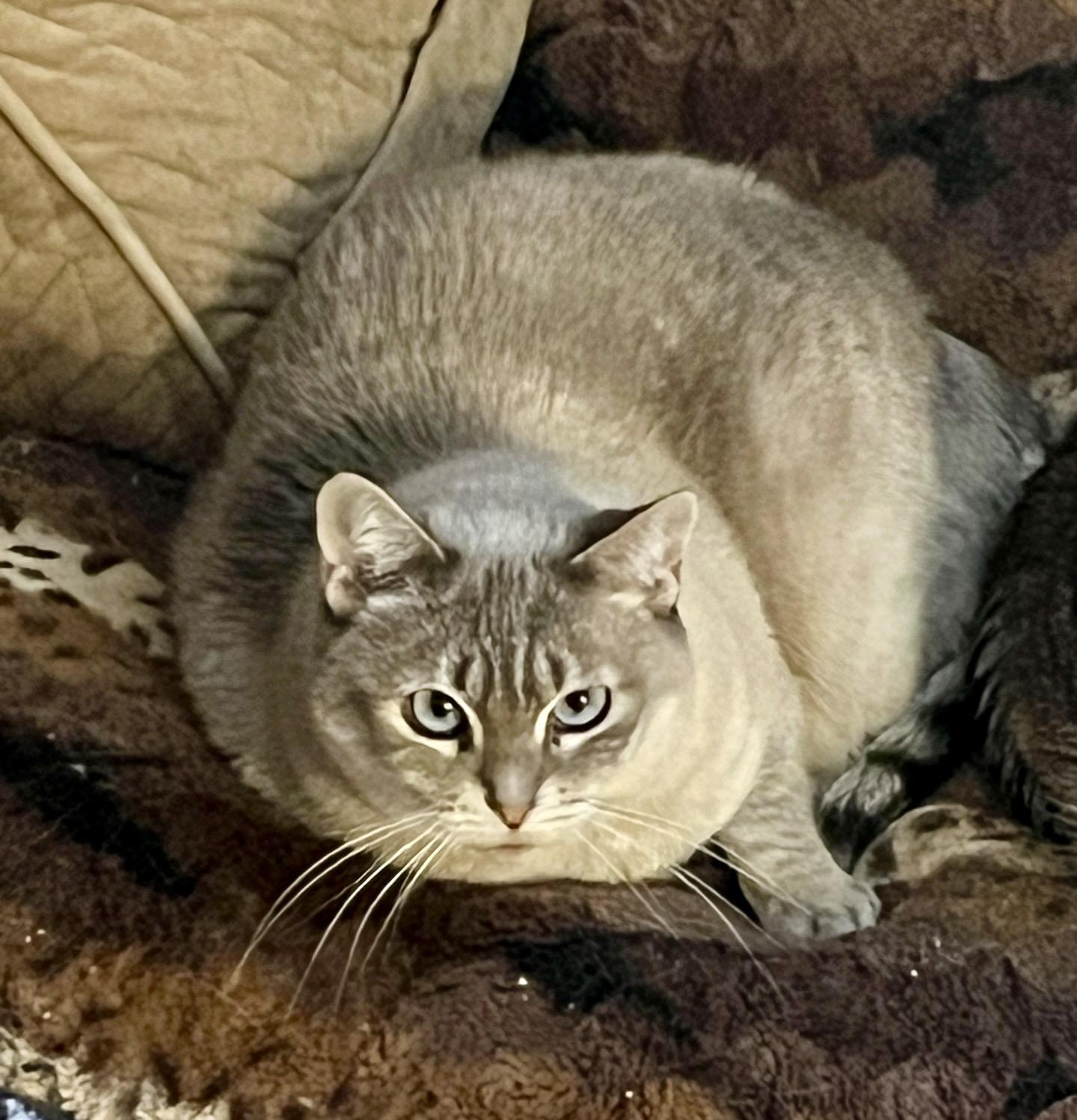 Yara, ADOPTABLE, Adult Female Siamese & Tabby.