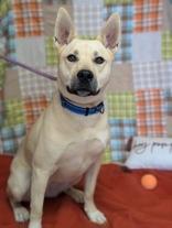 Sophie, an adoptable Shepherd in Divide, CO, 80814 | Photo Image 1