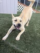 Sophie, an adoptable Shepherd in Divide, CO, 80814 | Photo Image 5