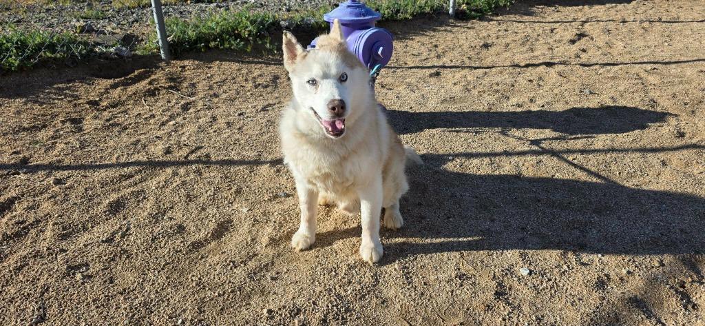 Enlarge Lucky, a Adoptable mixed breed in California City, CA image 1/4
