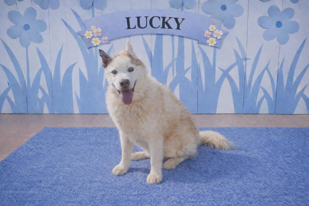 Enlarge Lucky, a Adoptable mixed breed in California City, CA image 2/4