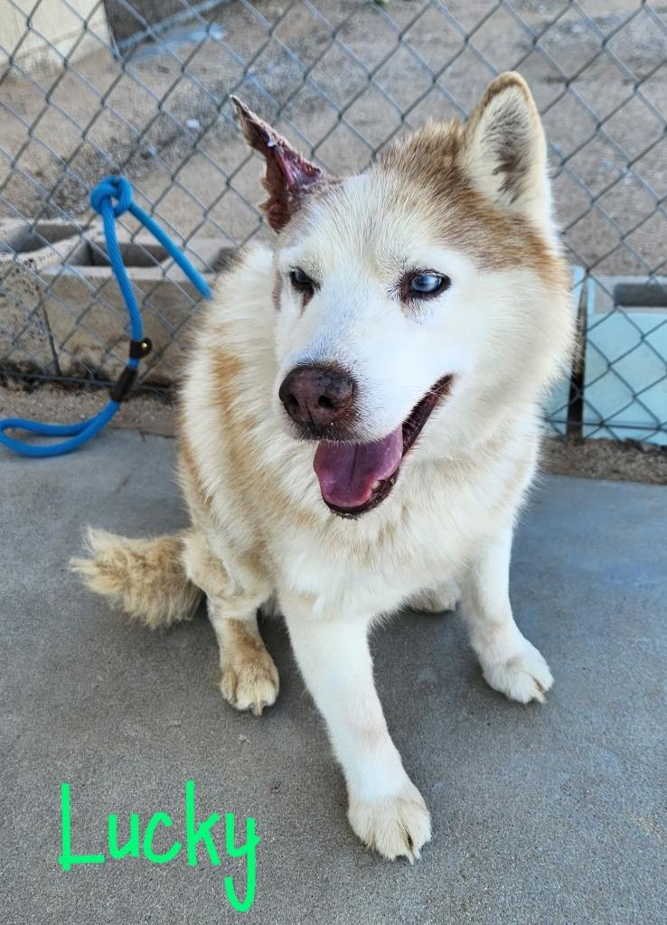 Enlarge Lucky, a Adoptable mixed breed in California City, CA image 3/4