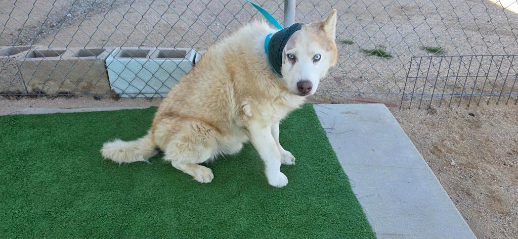 Enlarge Lucky, a Adoptable mixed breed in California City, CA image 4/4