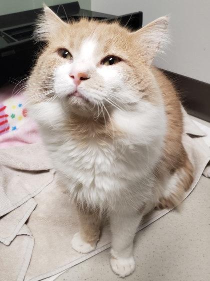 Louie — thumbnail 2