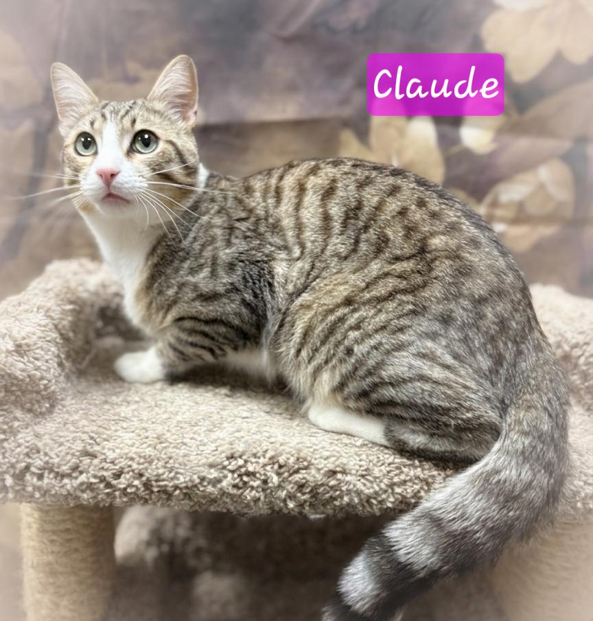 Enlarge Claude, a ADOPTABLE Domestic Short Hair in Aurora, NE image 1/1