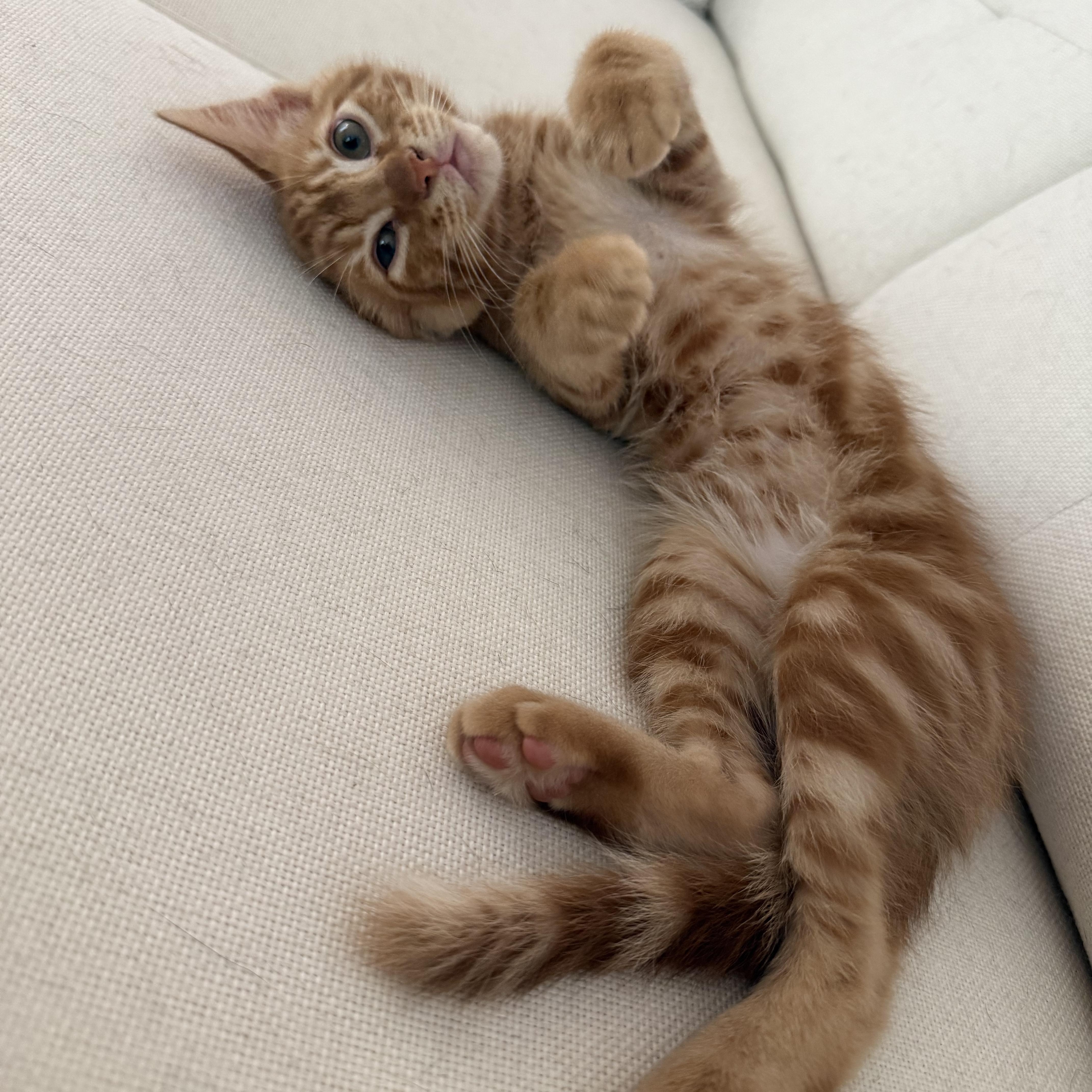 Copper , ADOPTABLE, Kitten Male Domestic Long Hair.