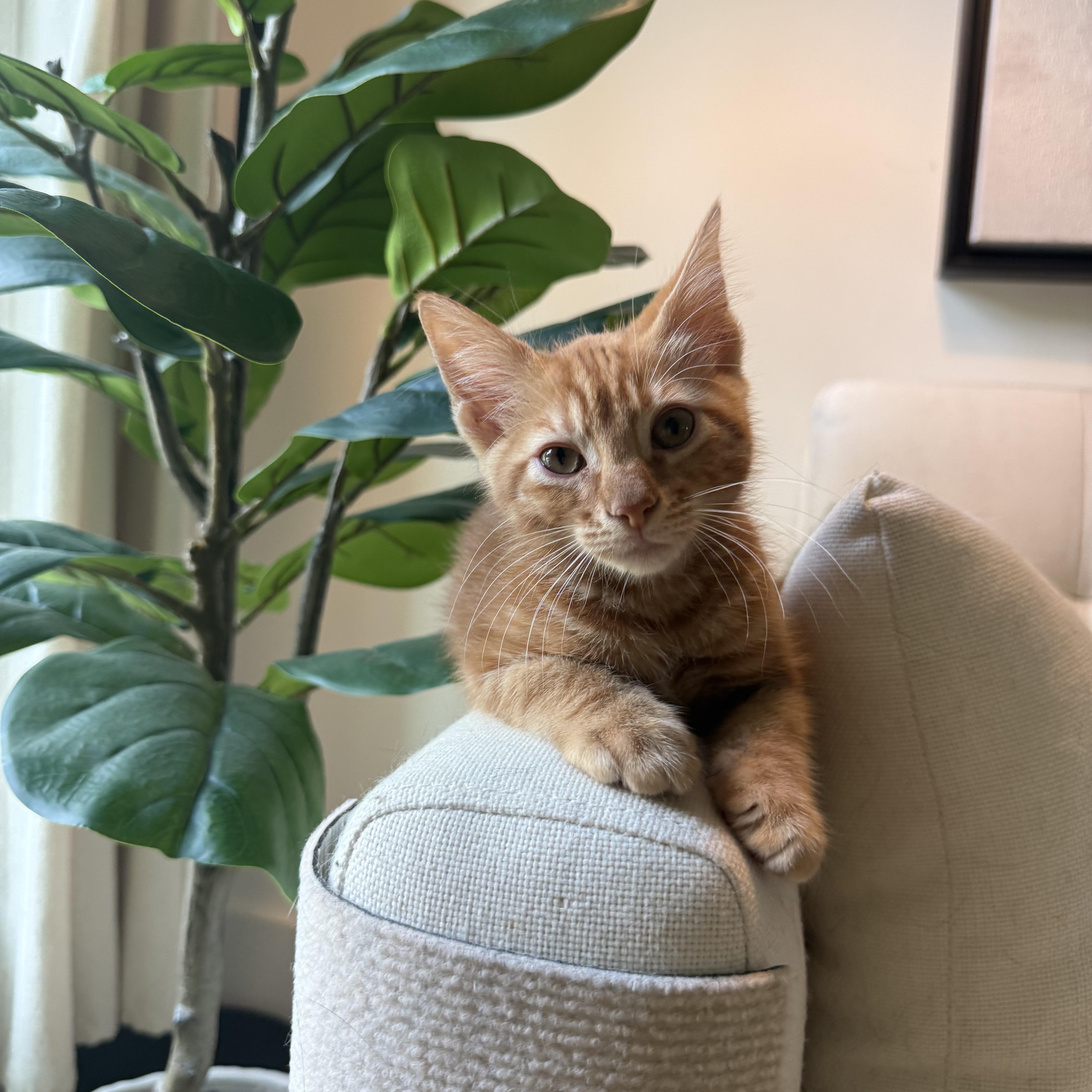 Enlarge Copper , a ADOPTABLE Domestic Long Hair in Newnan, GA image 5/6