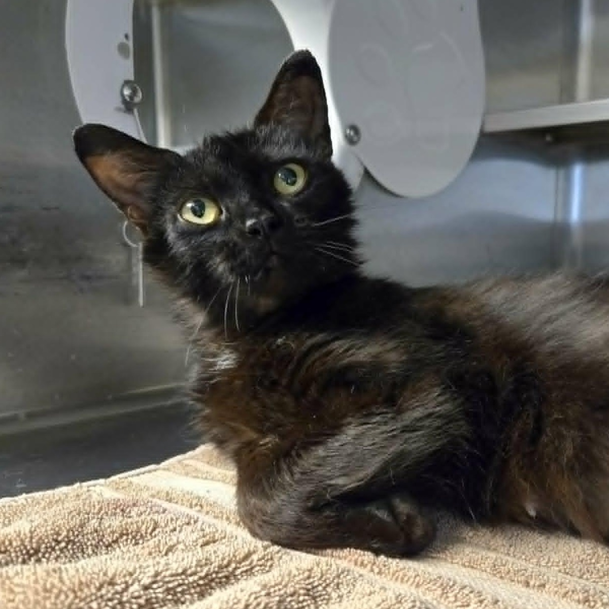 Firefly, a ADOPTABLE Domestic Short Hair in Watertown, WI image 3/4