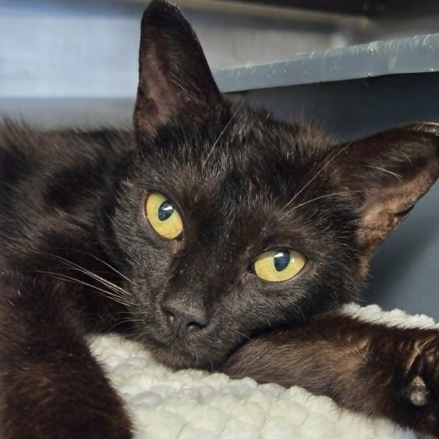 Firefly, ADOPTABLE, Young Female Domestic Short Hair.