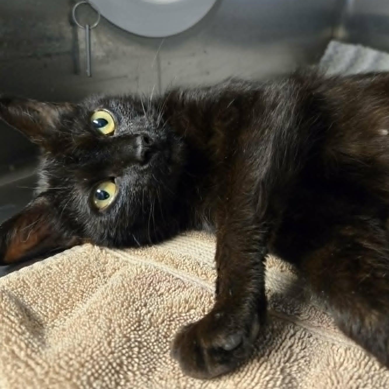 Firefly, a ADOPTABLE Domestic Short Hair in Watertown, WI image 4/4