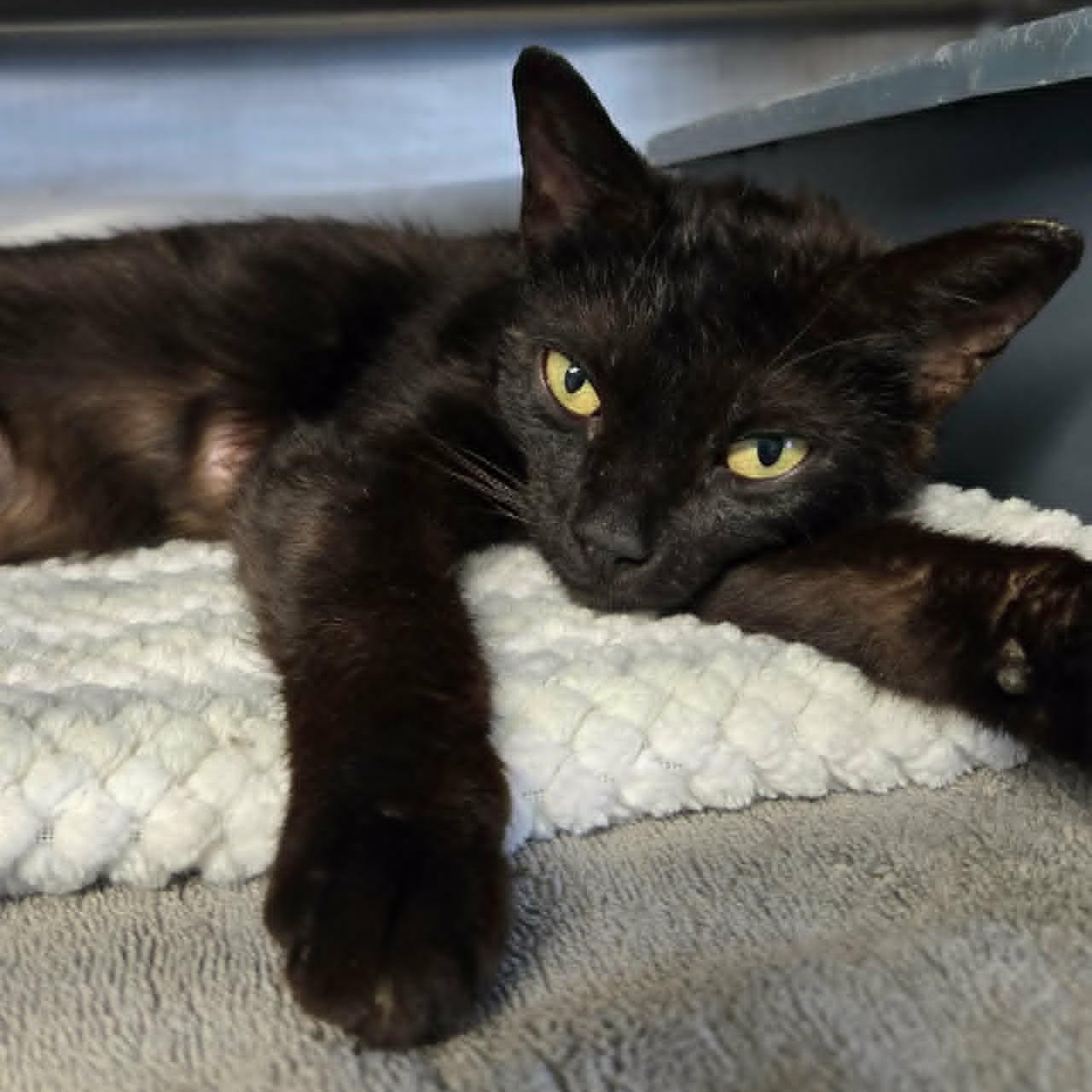 Firefly, a ADOPTABLE Domestic Short Hair in Watertown, WI image 2/4