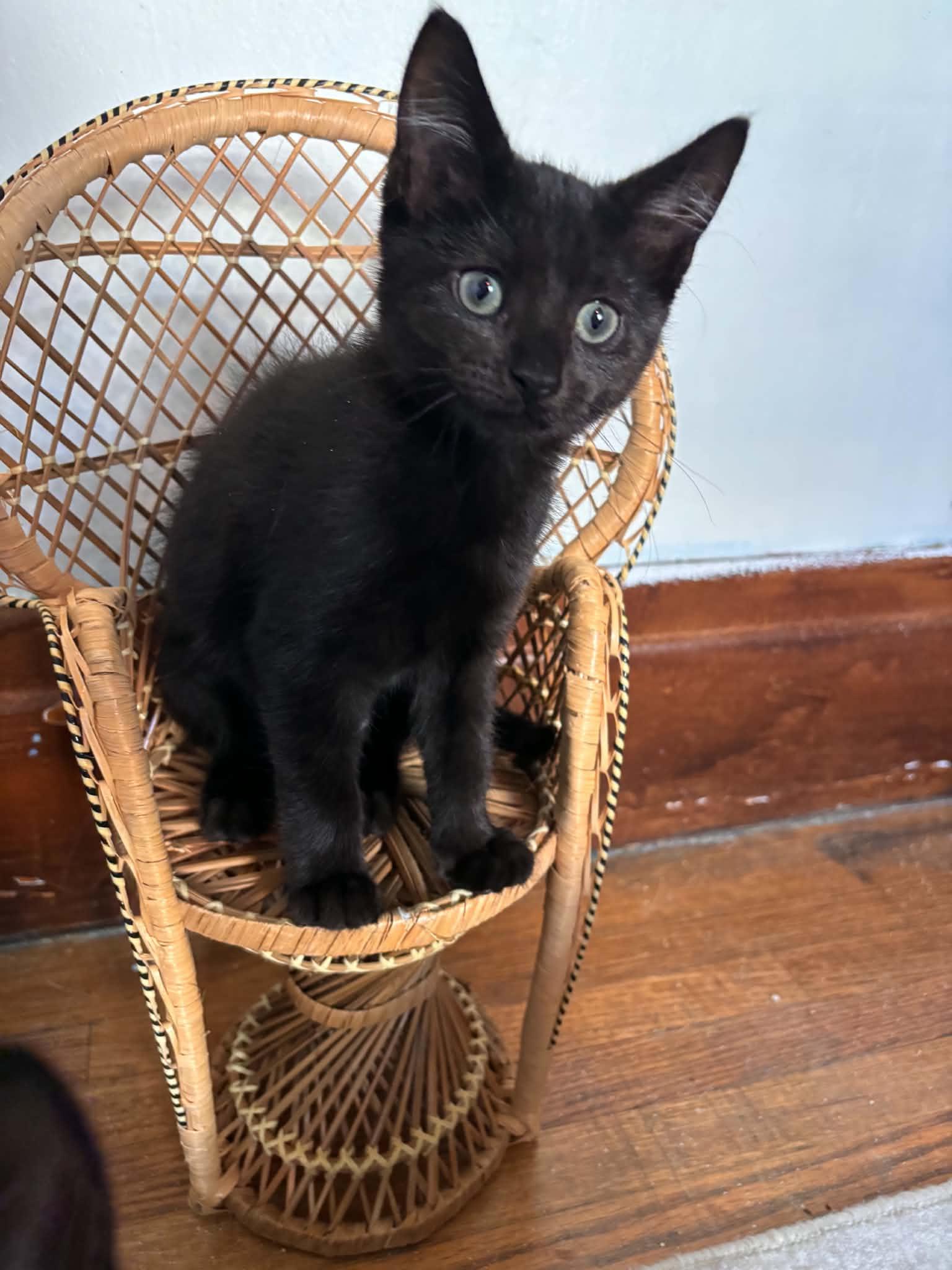 Flo, Adoptable, Kitten Female Domestic Short Hair.