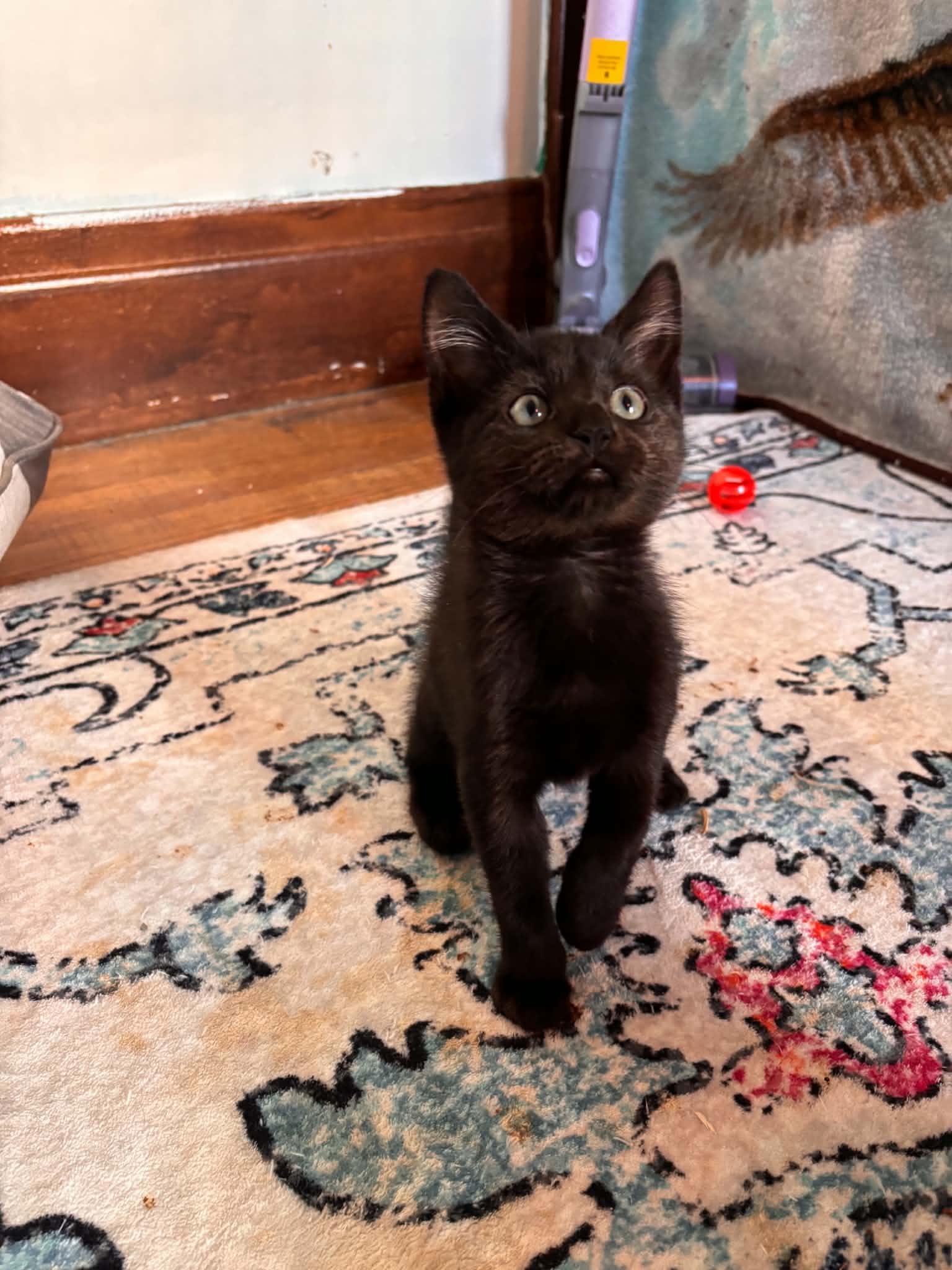 Enlarge Flo, a Adoptable Domestic Short Hair in Buffalo, NY image 2/3