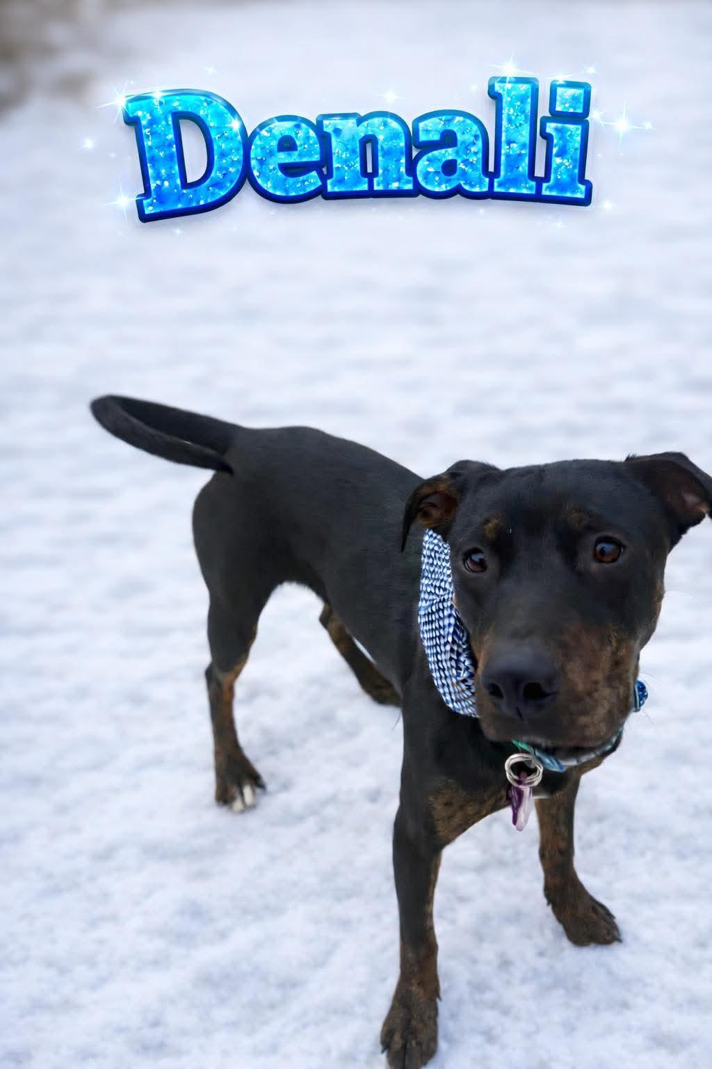 Danali, ADOPTABLE, Young Male Miniature Pinscher.