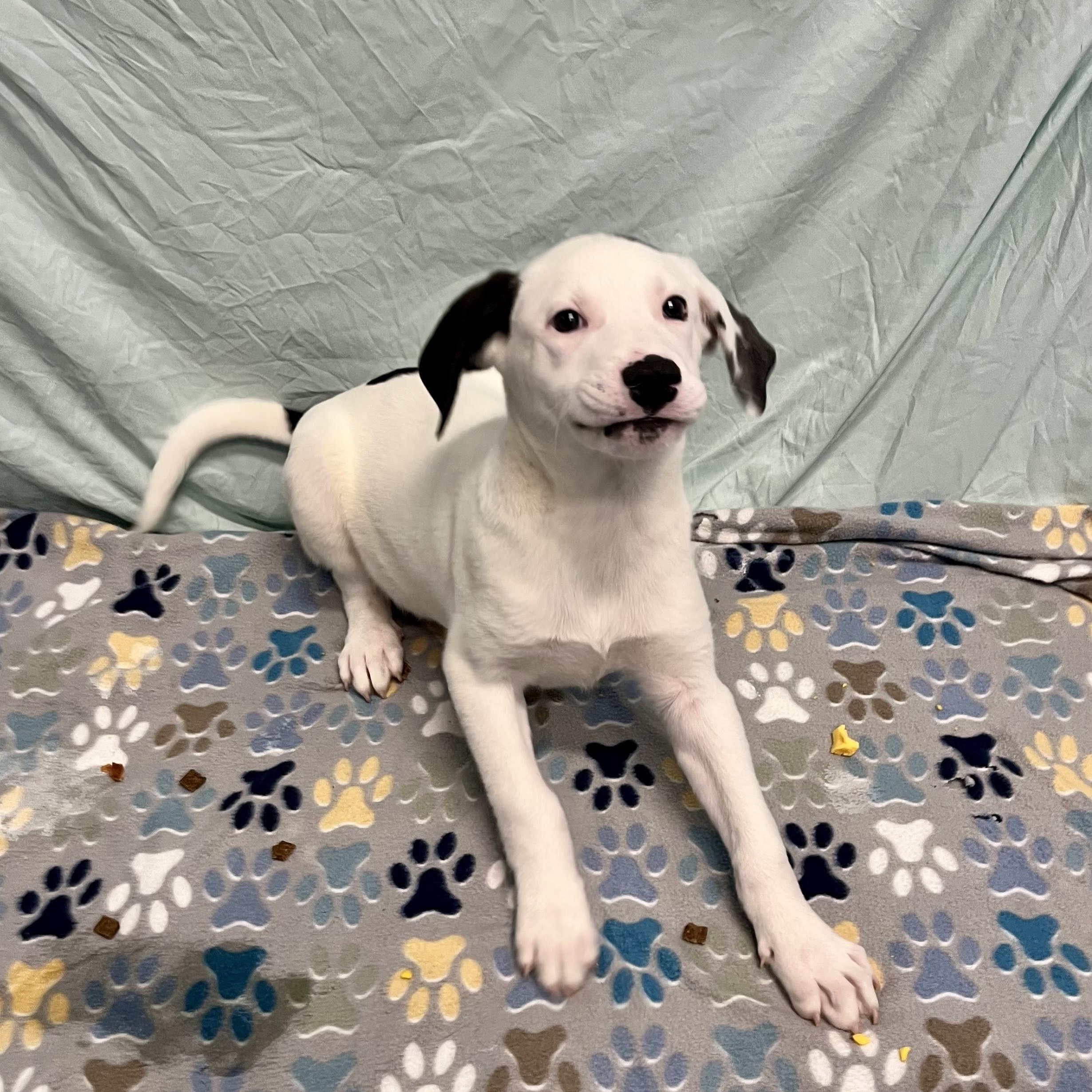 Enlarge Earle, a Adoptable Mixed Breed in Canal Winchester, OH image 3/3