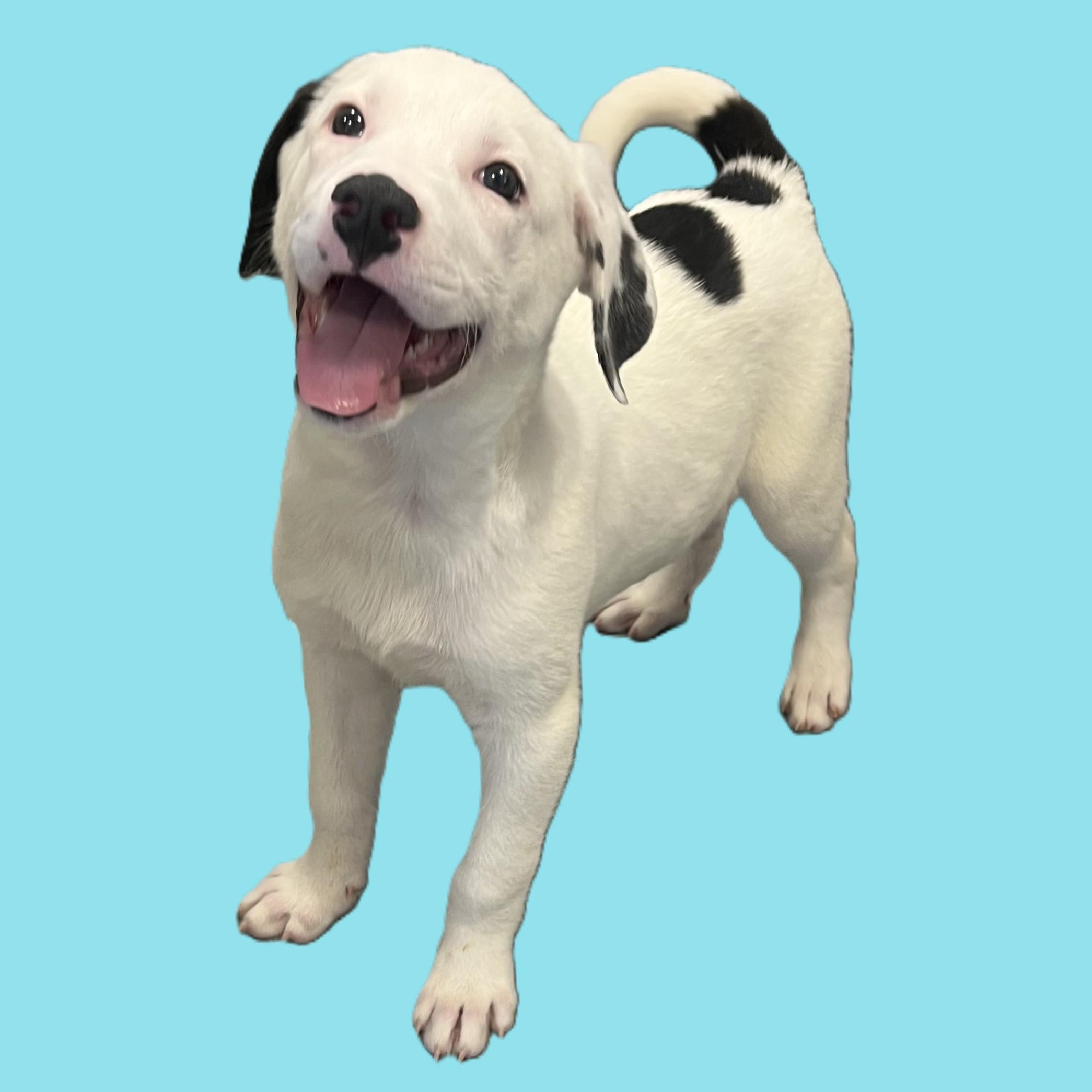 Enlarge Earle, a Adoptable Mixed Breed in Canal Winchester, OH image 2/3