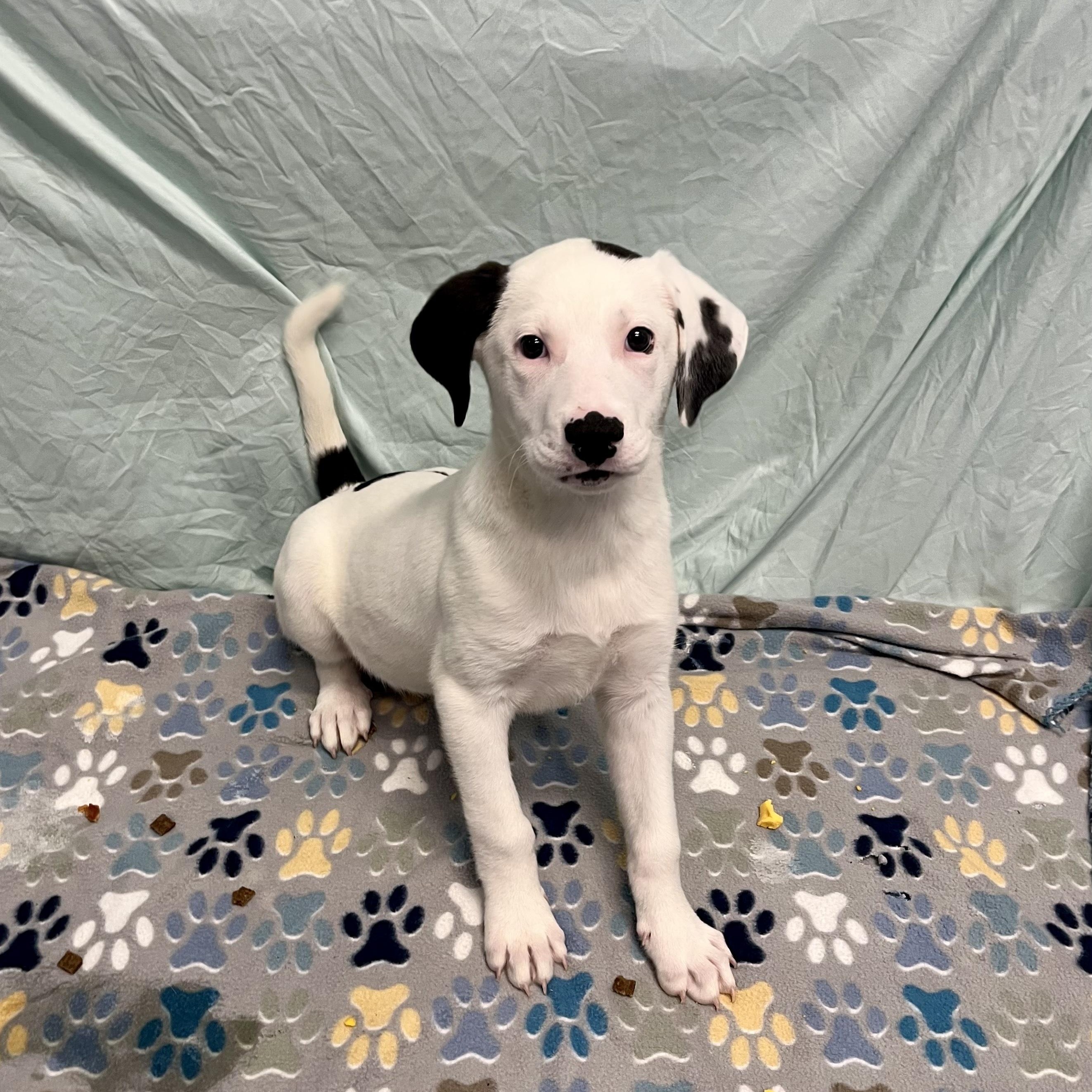 Earle, Adoptable, Puppy Male Mixed Breed.