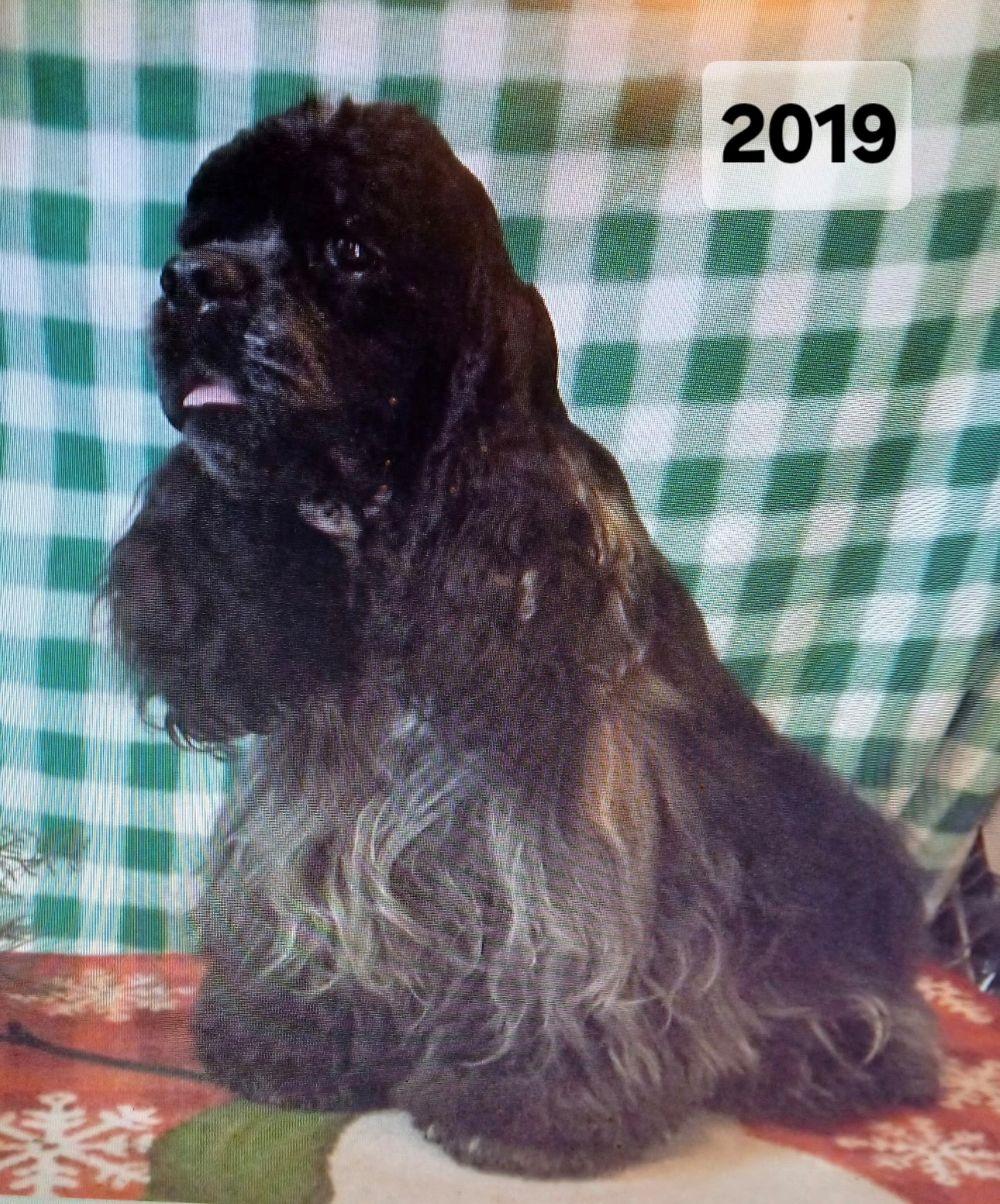 Enlarge Panther (PA) medical hold, a ADOPTABLE Cocker Spaniel in Marietta, PA image 2/4