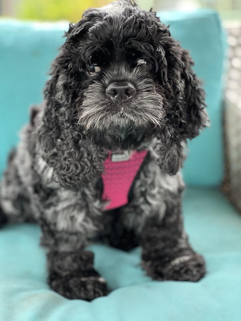 Panther (PA) medical hold, ADOPTABLE, Adult Female Cocker Spaniel.