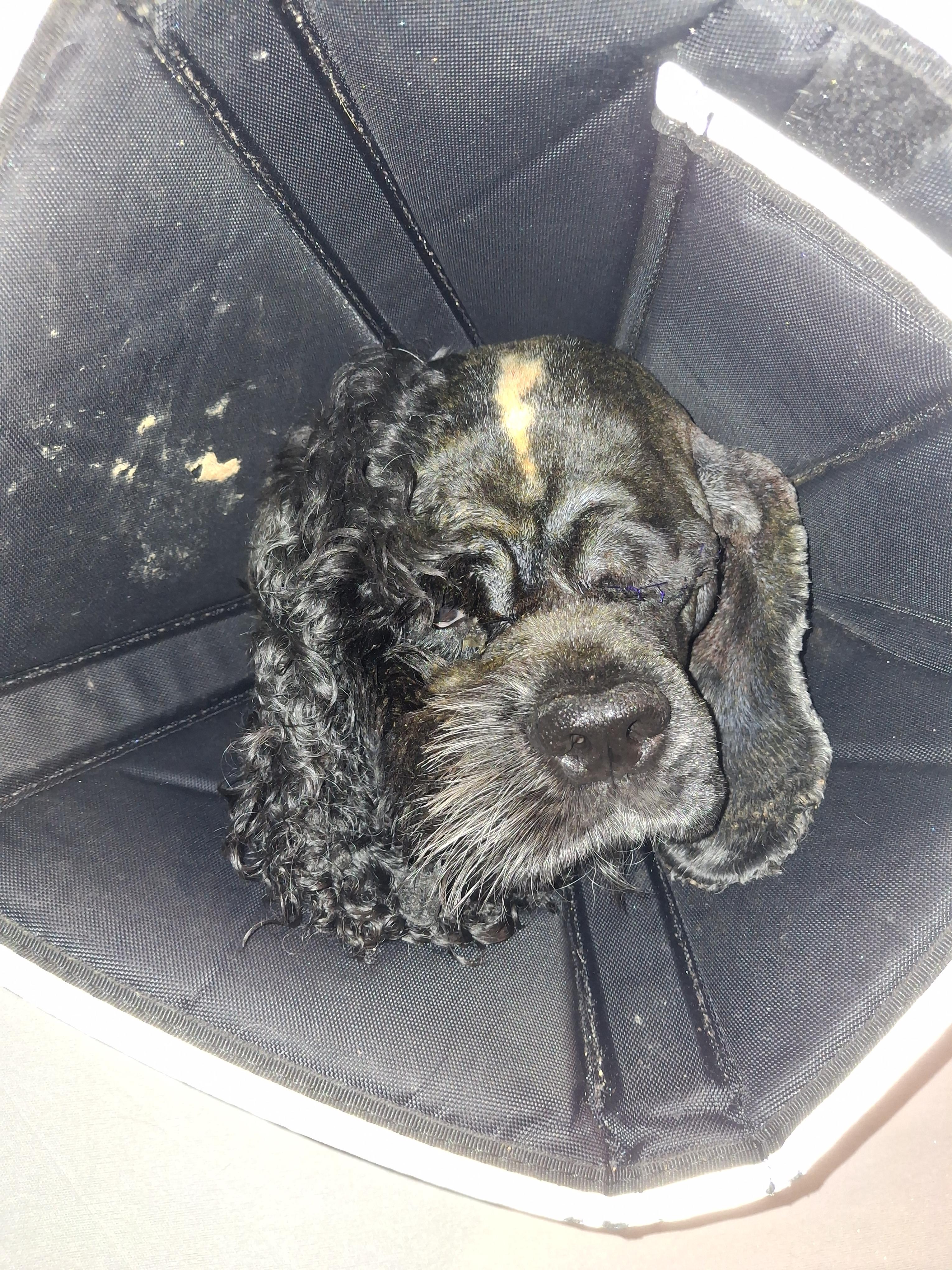 Enlarge Panther (PA) medical hold, a ADOPTABLE Cocker Spaniel in Marietta, PA image 3/4