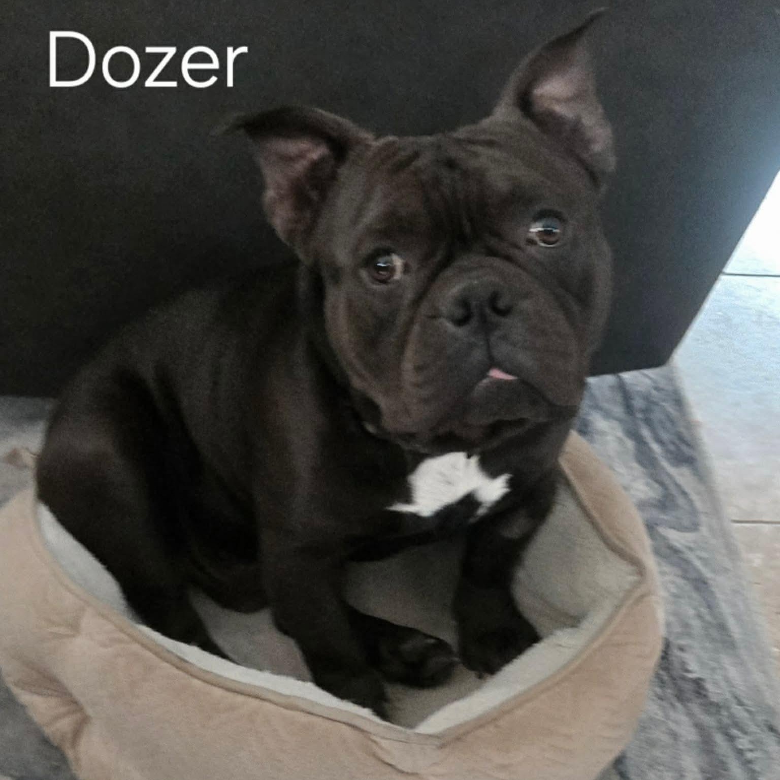 Dozer, a Adoptable mixed breed in Las Vegas, NV image 3/6
