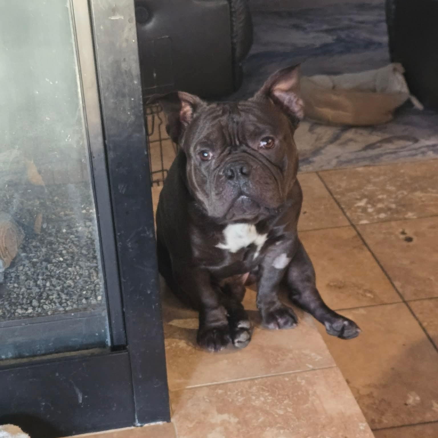 Dozer, a Adoptable mixed breed in Las Vegas, NV image 2/6