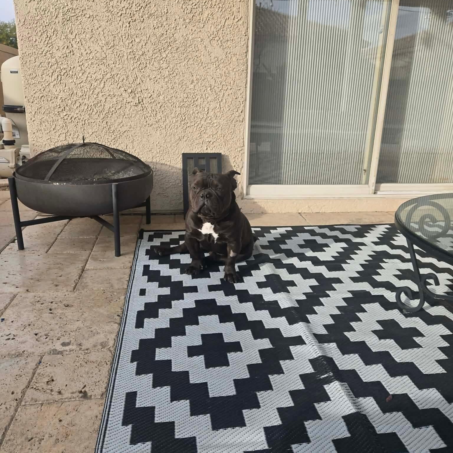 Dozer, a Adoptable mixed breed in Las Vegas, NV image 4/6