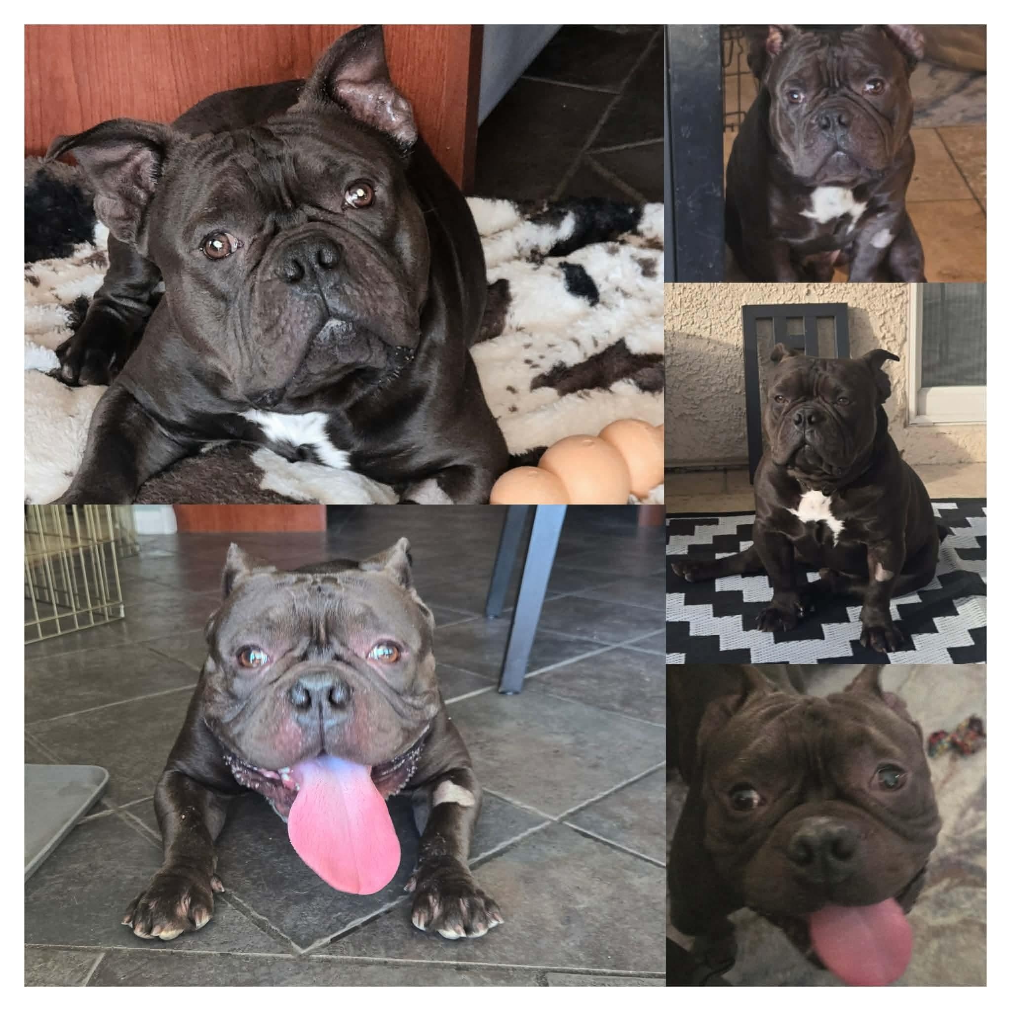 Dozer, a Adoptable mixed breed in Las Vegas, NV image 6/6