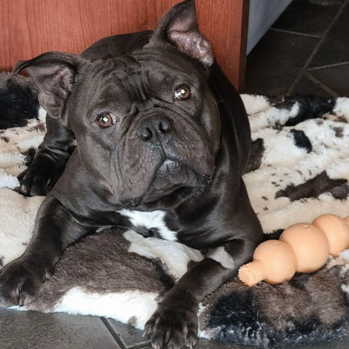 Dozer, Adoptable, Young Male French Bulldog.