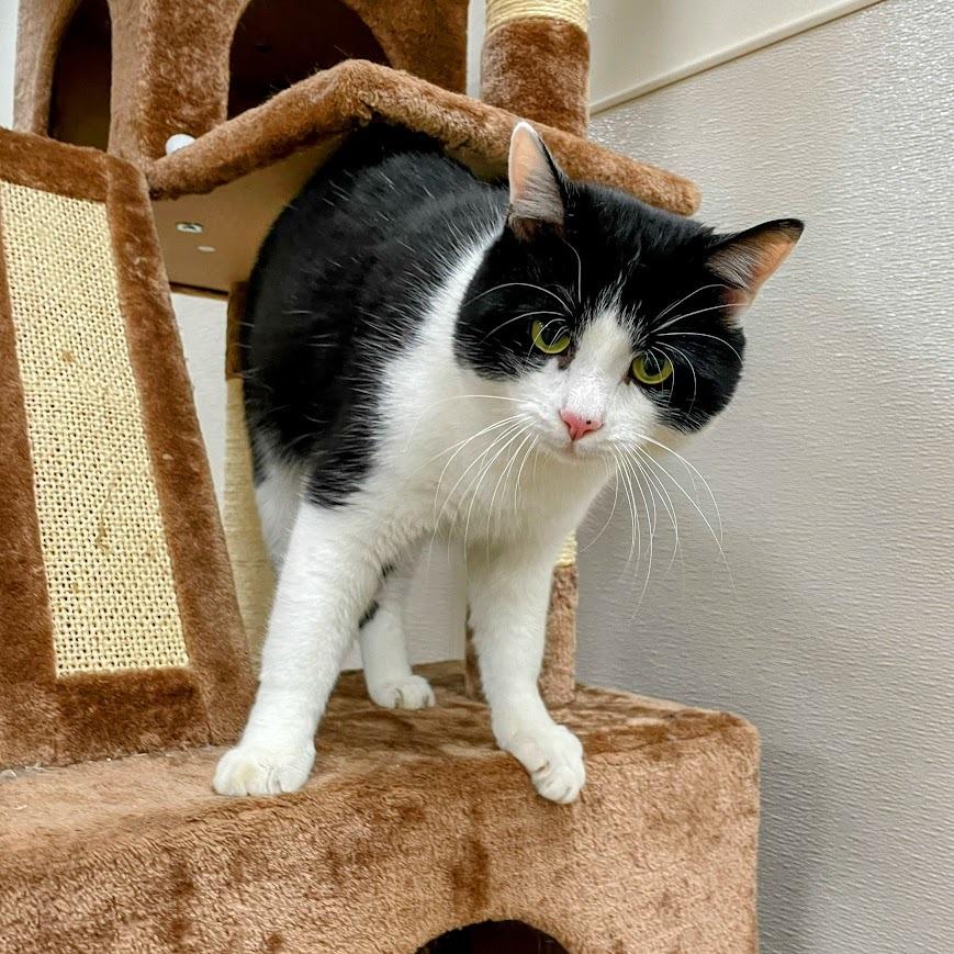 Haymitch — thumbnail 4