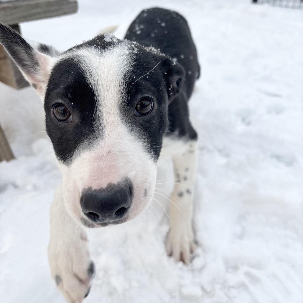 Finley, Adoptable, Puppy Female Collie.