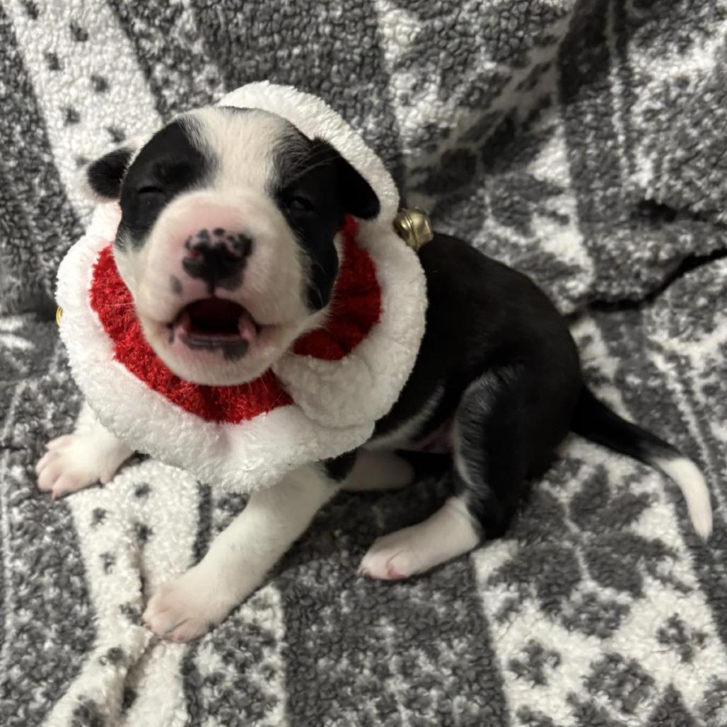 Finley, Adoptable, Puppy Female Collie.