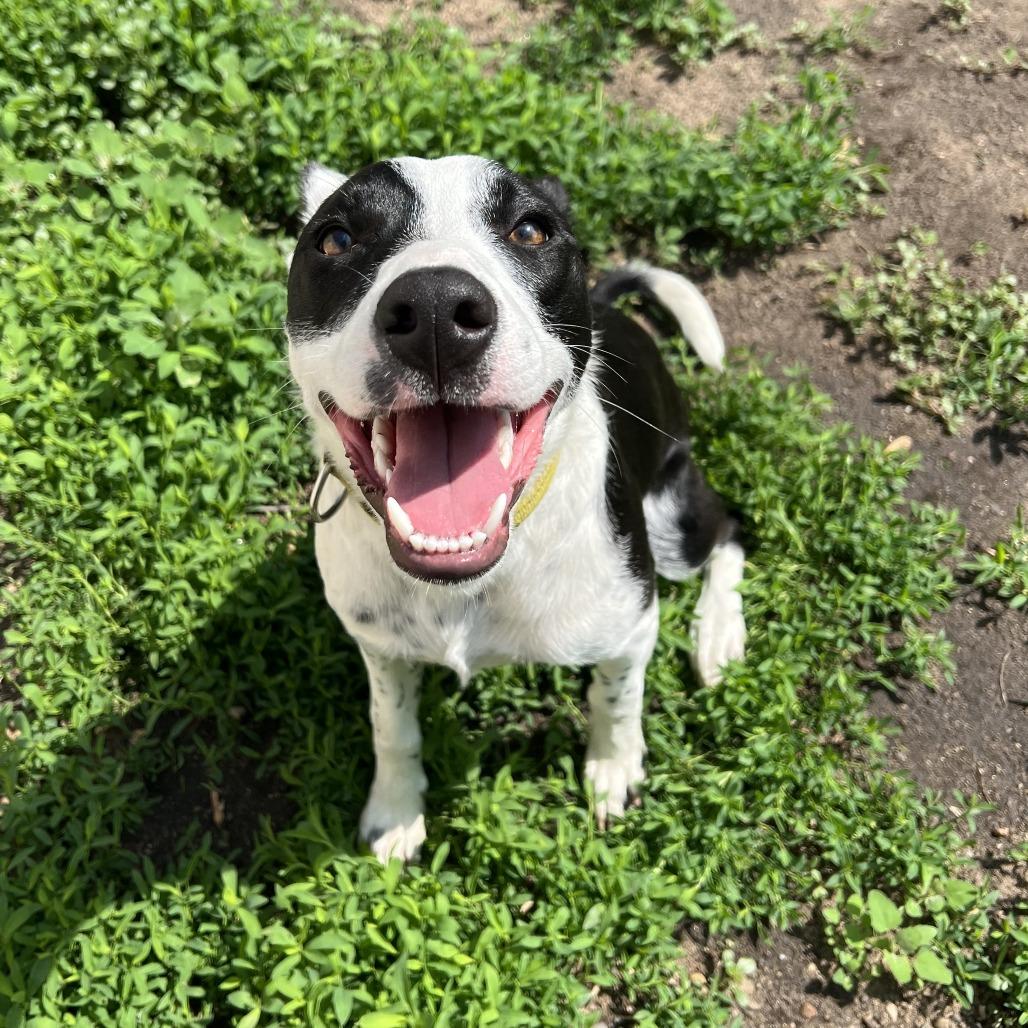 Finley, Adoptable, Young Female Collie & Mixed Breed.