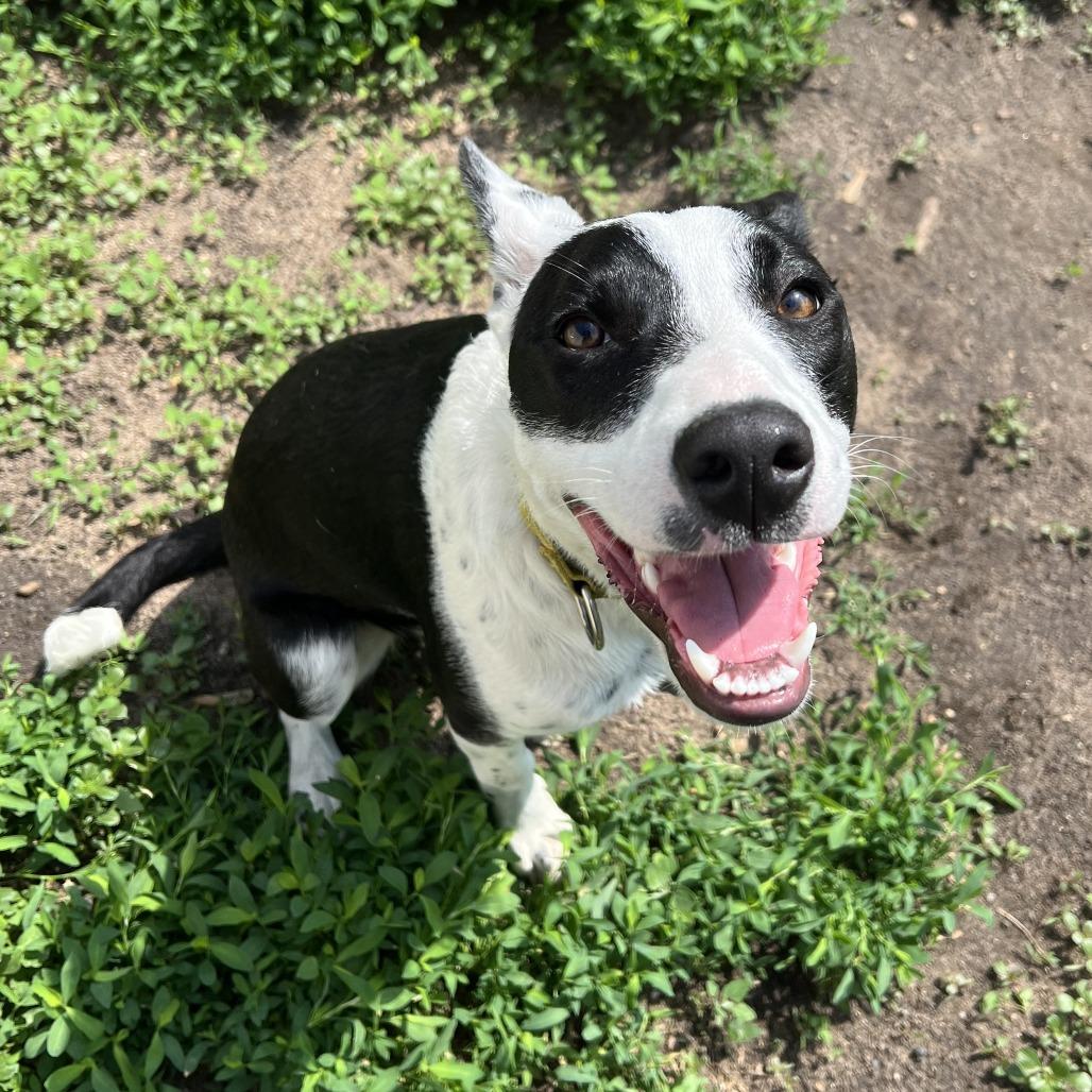 Finley, a Adoptable mixed breed in Wadena, MN image 2/6