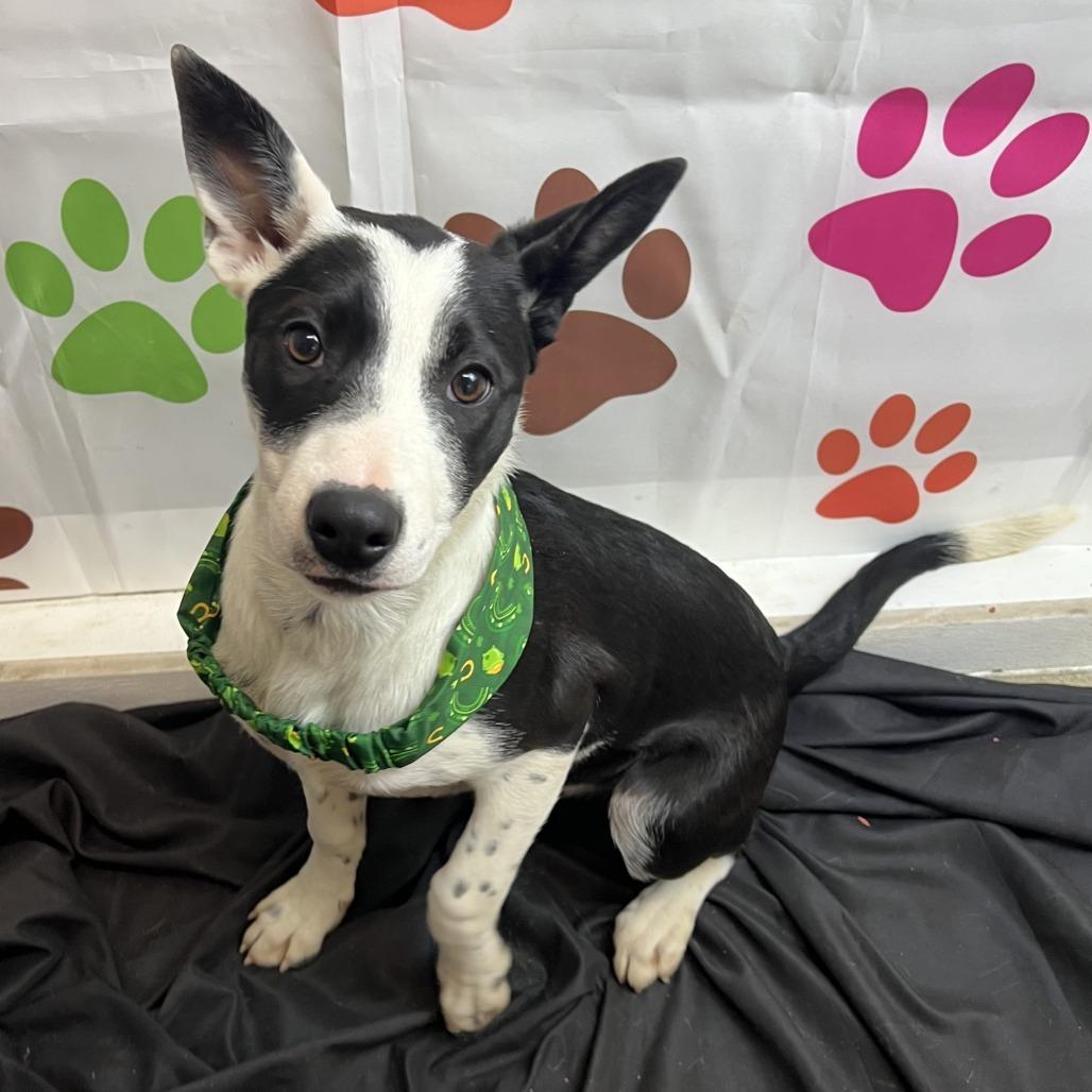 Enlarge Finley, a Adoptable mixed breed in Wadena, MN image 3/6