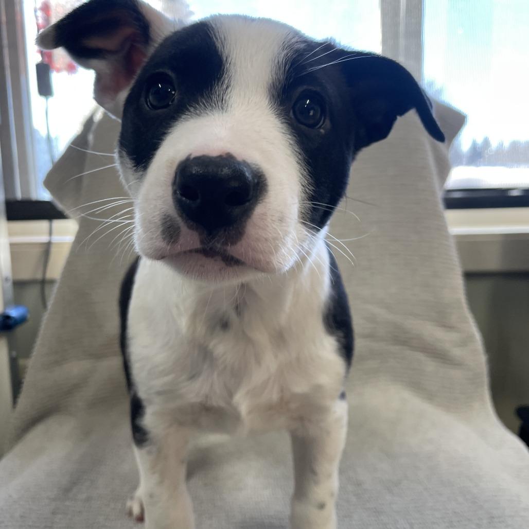 Finley, a Adoptable mixed breed in Wadena, MN image 3/6