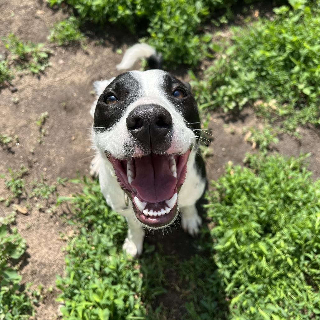 Finley, a Adoptable mixed breed in Wadena, MN image 3/6