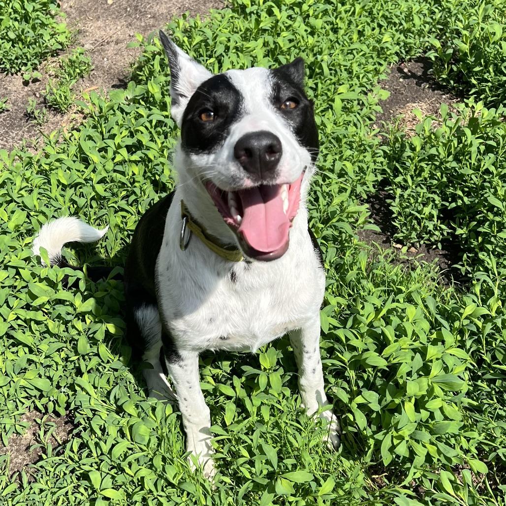 Enlarge Finley, a Adoptable mixed breed in Wadena, MN image 4/6