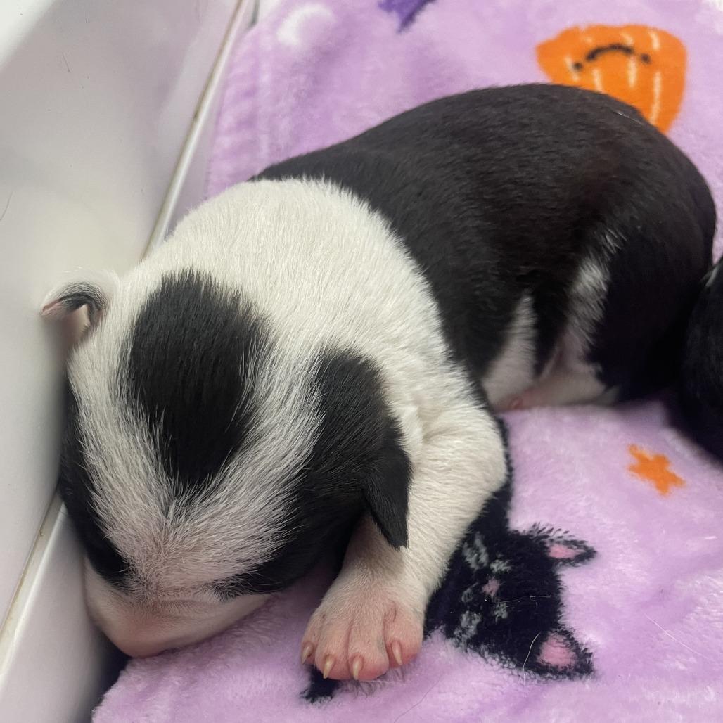 Finley, a Adoptable mixed breed in Wadena, MN image 4/6