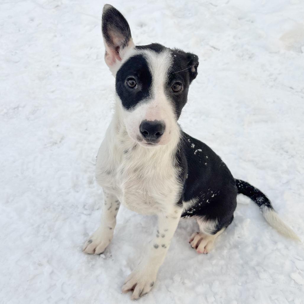 Enlarge Finley, a Adoptable mixed breed in Wadena, MN image 5/6