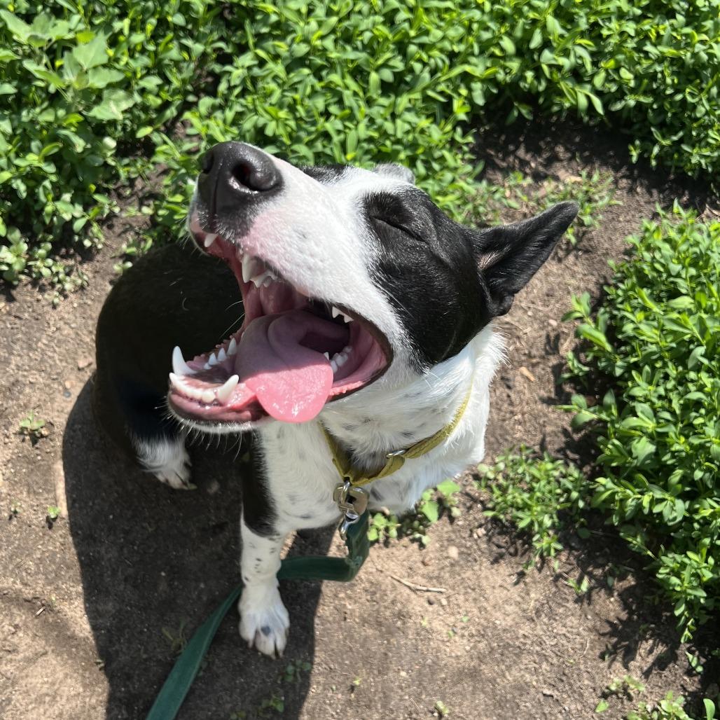 Finley, a Adoptable mixed breed in Wadena, MN image 5/6