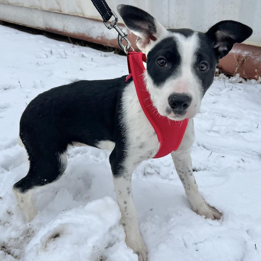 Finley, a Adoptable mixed breed in Wadena, MN image 5/6