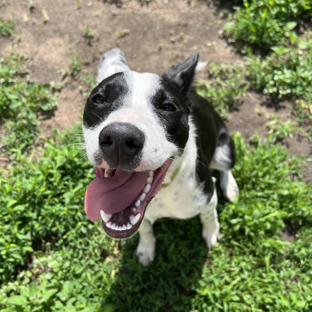Finley, a Adoptable mixed breed in Wadena, MN image 6/6
