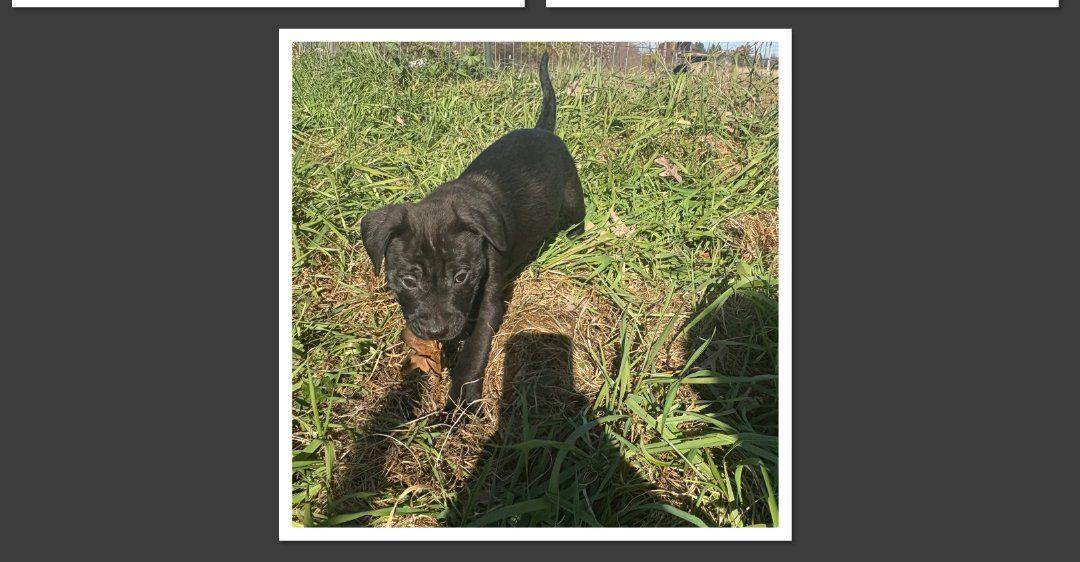 Enlarge Apple Jack, a Adoptable mixed breed in Mauston, WI image 1/2