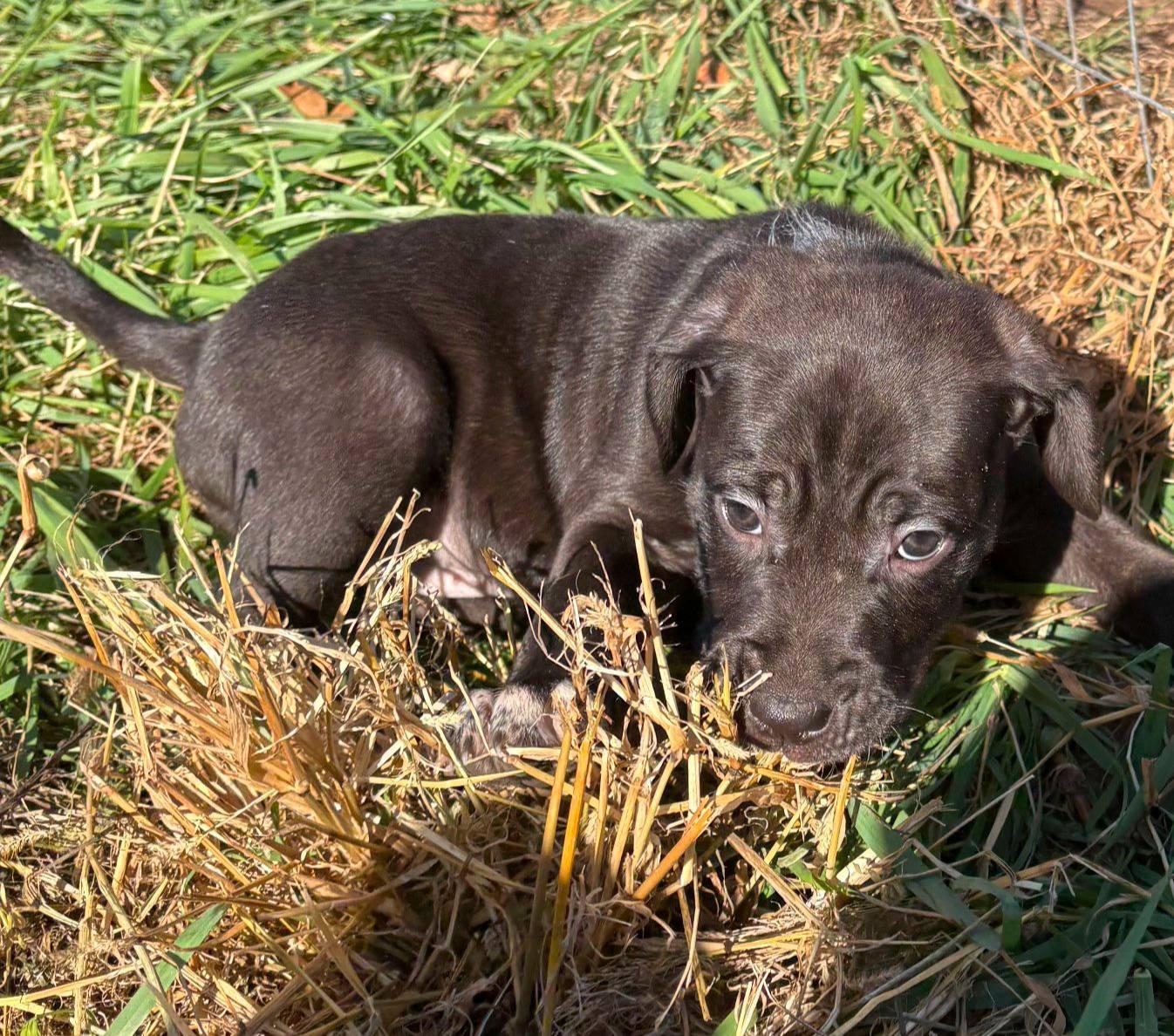 Enlarge Apple Jack, a Adoptable mixed breed in Mauston, WI image 2/2