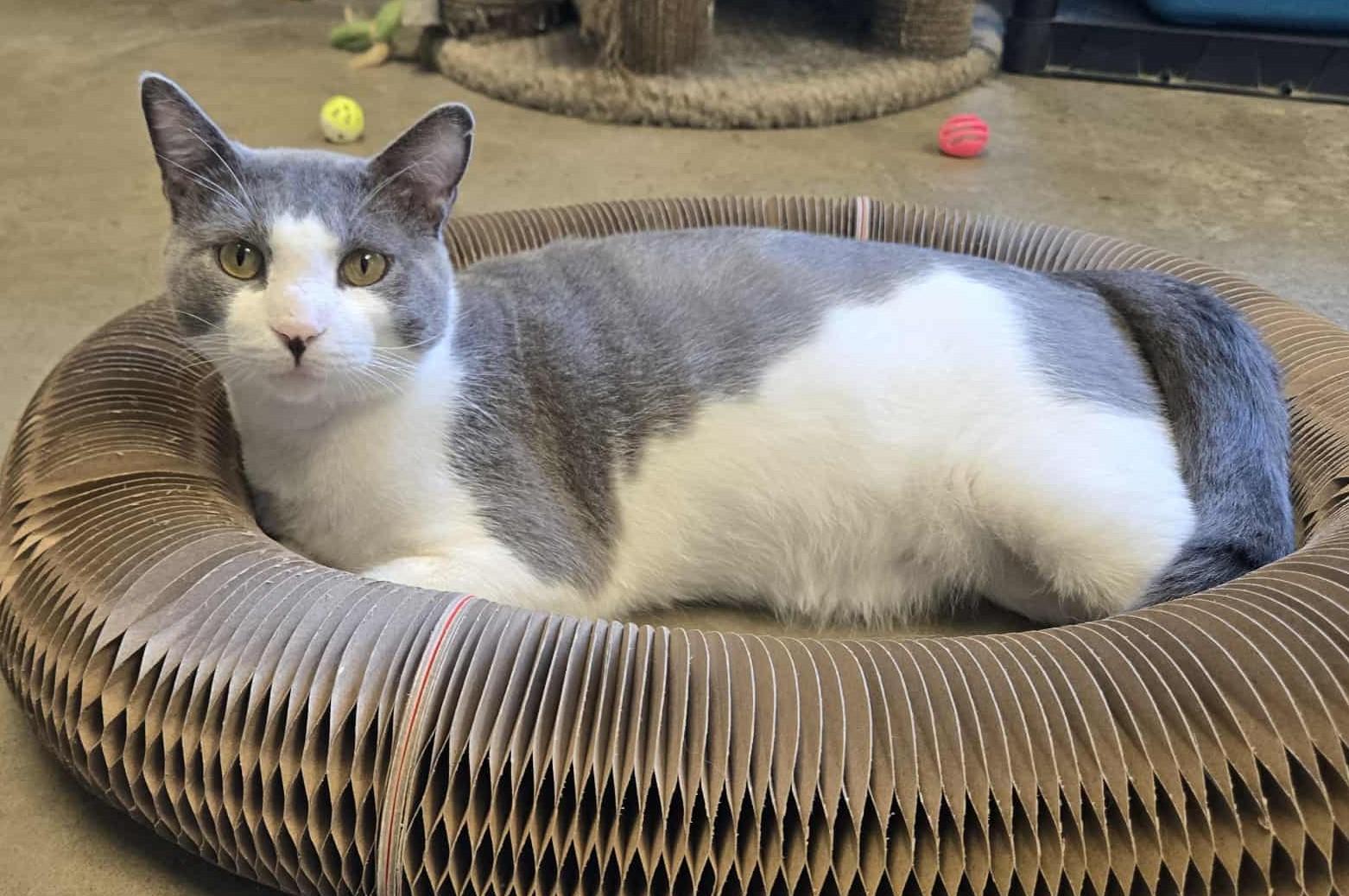 Jerry, an adoptable Domestic Short Hair in Larned, KS, 67550 | Photo Image 4