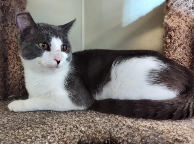 Jerry, Adult Male Domestic Short Hair